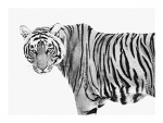 40x30in-T19-Tiger