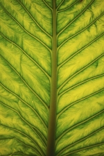 leaf-veins