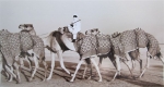 kd2-10-camel-train-dhs-gelatine-photograph-40x22-cms