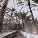 kd8-10-falaj-dhs-gelatine-photograph-30x30-cms