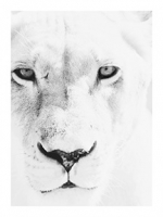 40x30in-Lioness