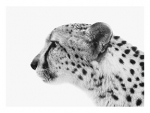 50x37.5in-Cheetah