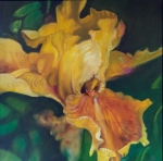LJV 2-14 Yellow iris Oil on Canvas 96x96Cms Dhs.15,000