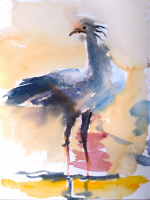 SW 39-19 Secretary bird watercolour 30x40 #220